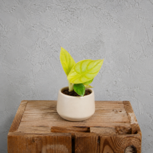 alocasia-dragon-gold-rastlinkovo