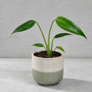 monstera-dilacerata-burle-marx-flame-rastlinkovo