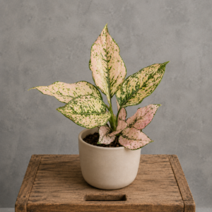 aglaonema-rosy-ruzova-kvetina-rastlina-rastlinkovo