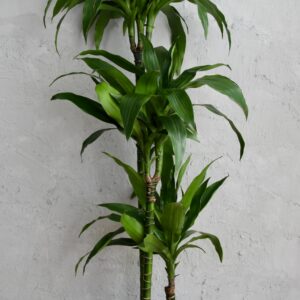 dracaena-janet-craig-trojvyhonkova-rastlinkovo