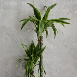 dracaena-lemon-lime-trojvyhonkova-rastlinkovo
