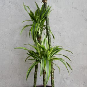 dracaena-lemon-lime-trojvyhonkova-rastlinkovo