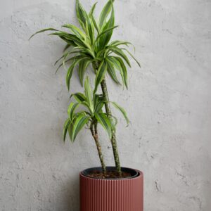 dracaena-lemon-lime-dvojvyhonkova-rastlinkovo