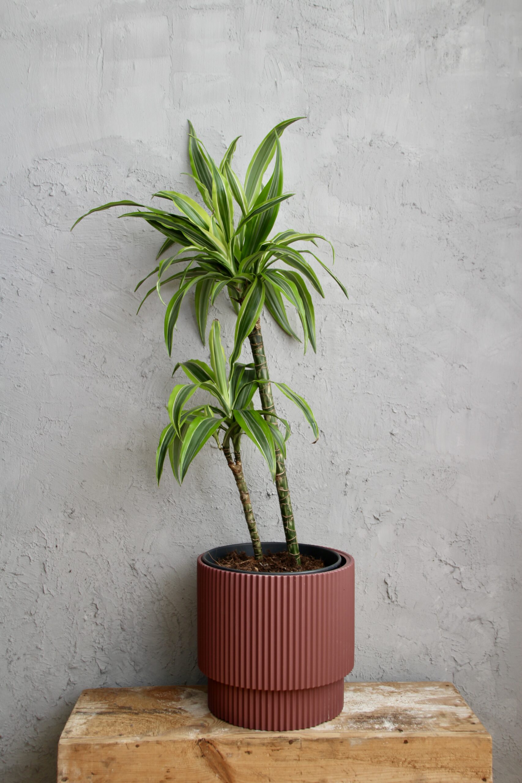 Dracaena Lemon Lime dvojvýhonková 2 dracaena-lemon-lime-dvojvyhonkova-rastlinkovo