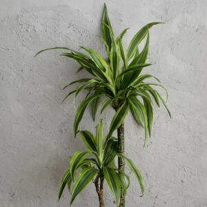 dracaena-lemon-lime-dvojvyhonkova-rastlinkovo