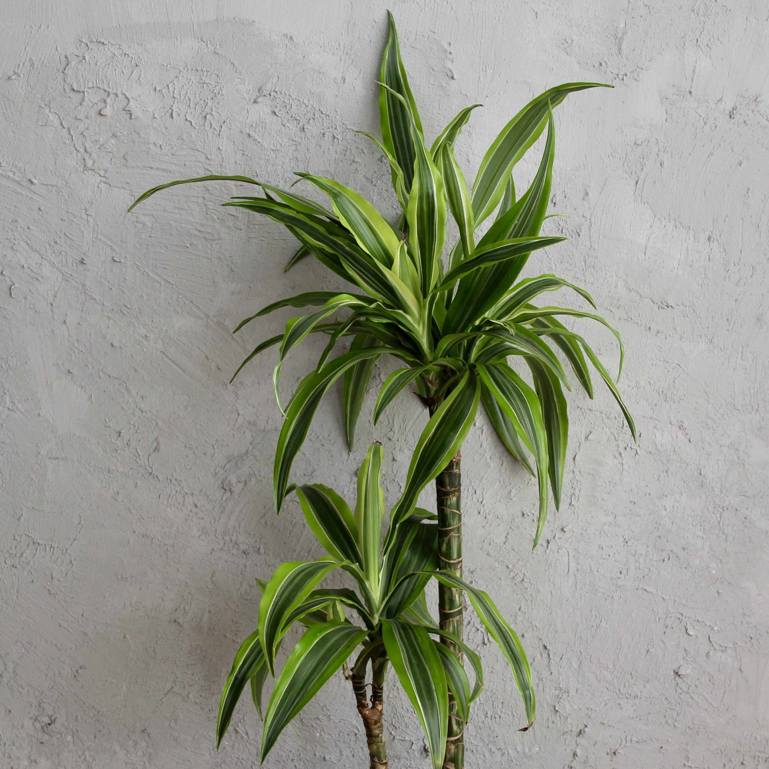 Dracaena Lemon Lime dvojvýhonková 1 dracaena-lemon-lime-dvojvyhonkova-rastlinkovo