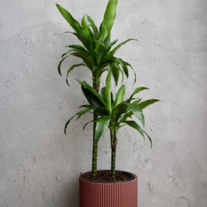 dracaena-janet-craig-dvojvyhonkova-rastlinkovo
