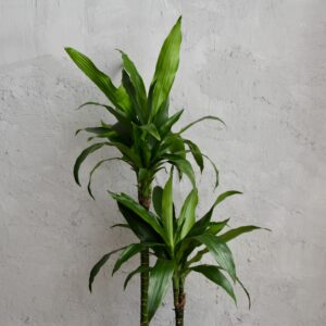 dracaena-janet-craig-dvojvyhonkova-rastlinkovo