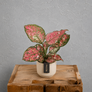 aglaonema-jazzy-red-farebna-rastlina-rastlinkovo
