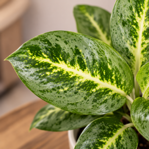 aglaonema-lemon-mint-rastlina-rastlinkovo