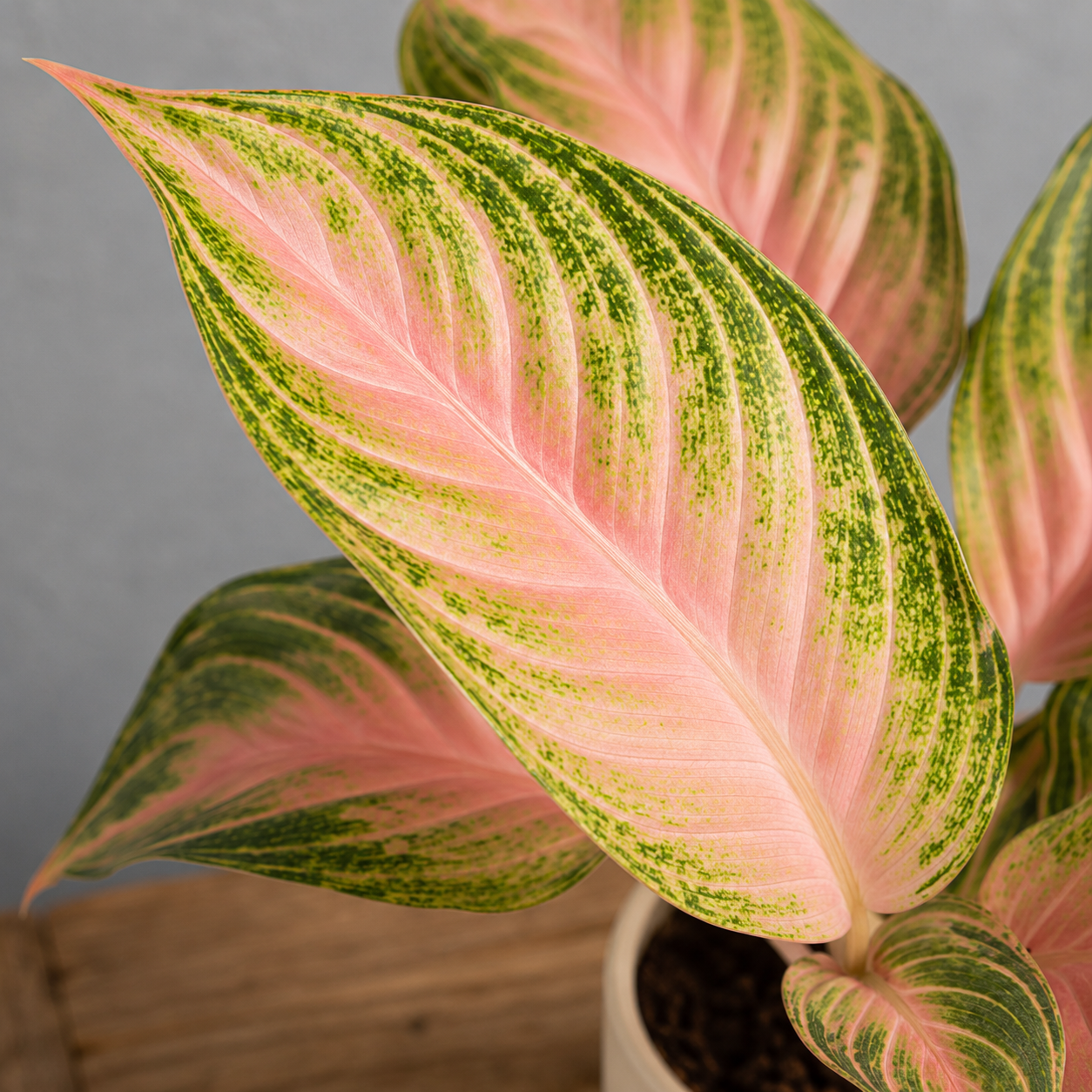 Aglaonema Eyecatcher 1 aglaonema-eyecatcher-ruzova-rastlina-rastlinkovo