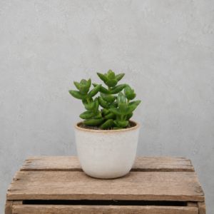 crassula-perforata-dark-green-rastlinkovo