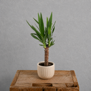 yucca-nenarocna-rastlina-rastlinkovo