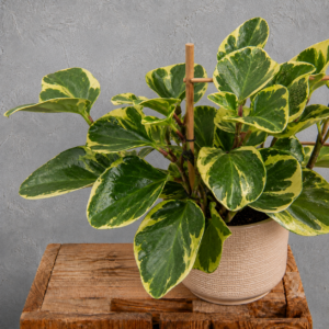 Peperomia-Obtusifolia-Obtipan-Bicolour-rastlinkovo