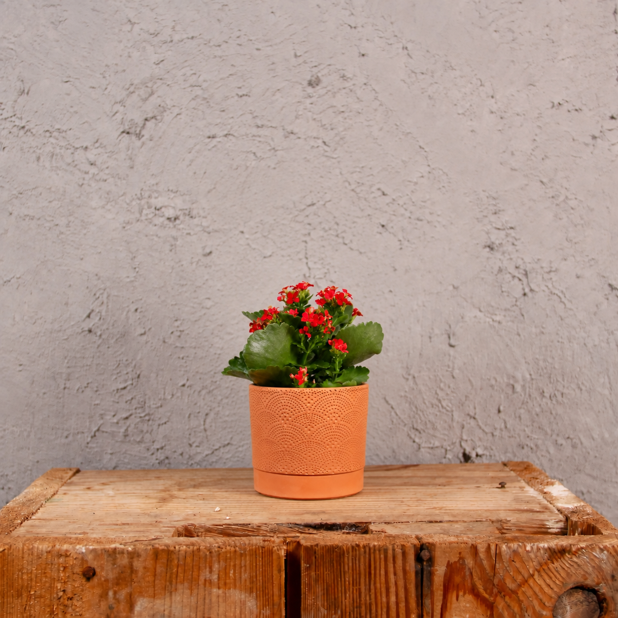 Kalanchoe Grandiva červené baby 3 kalanchoe-grandiva-rastlinkovo