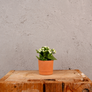 kalanchoe-grandiva-rastlinkovo