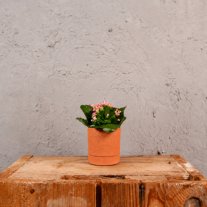 kalanchoe-grandiva-rastlinkovo