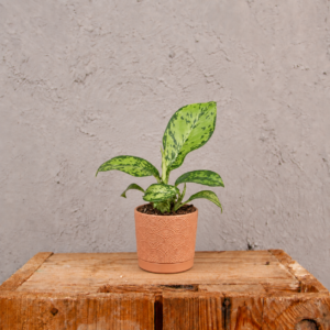dieffenbachia-crocodile-rastlinkovo