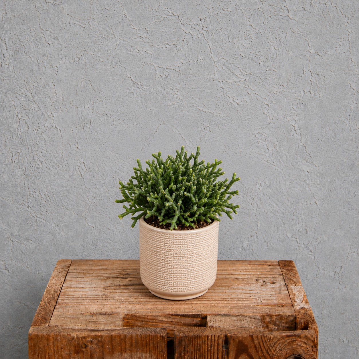 Rhipsalis Cereuscula baby 2 Rhipsalis-cereuscula-rastlinkovo