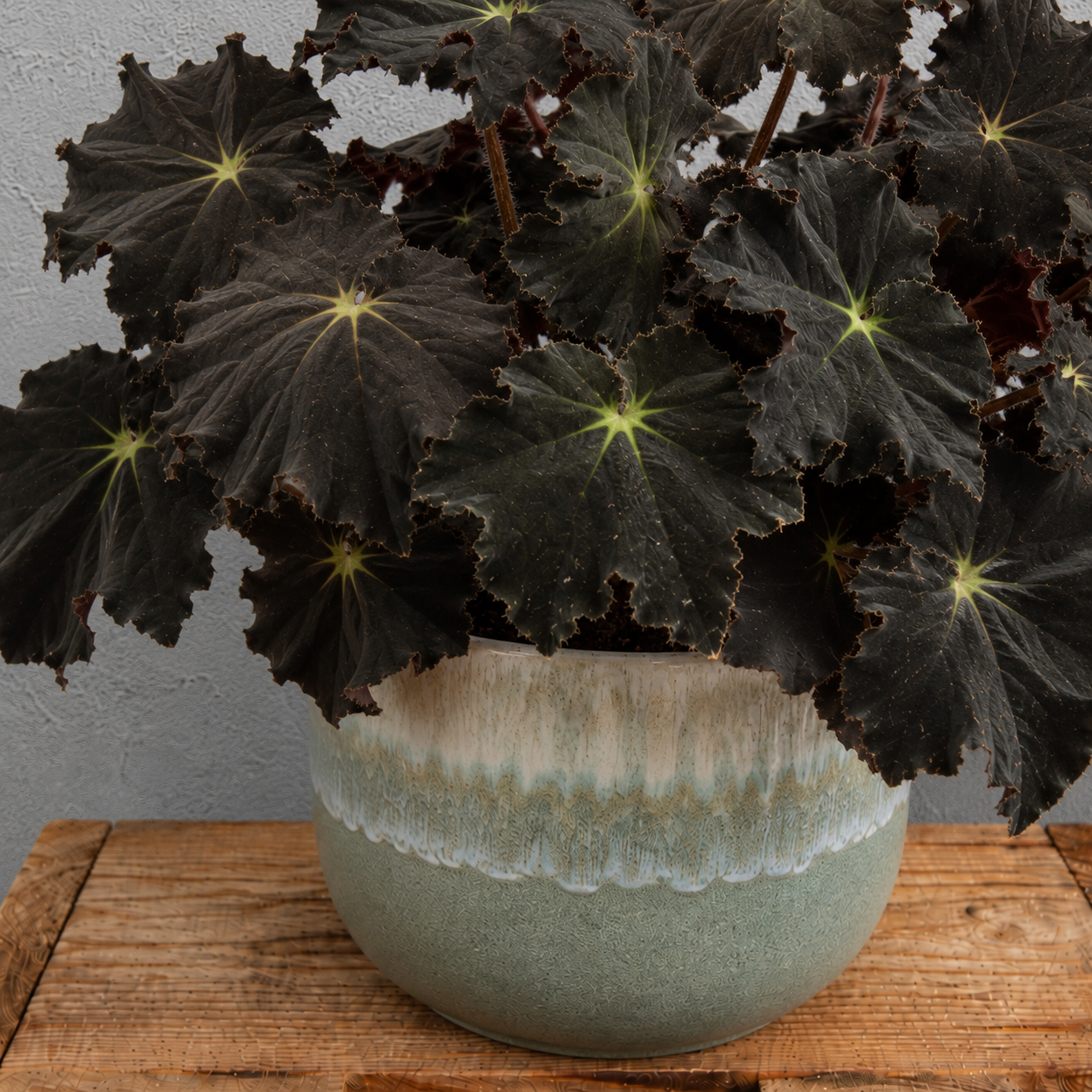 Begonia Rex Dark Mambo 1 begonia-rex-dark-mambo-rastlinkovo