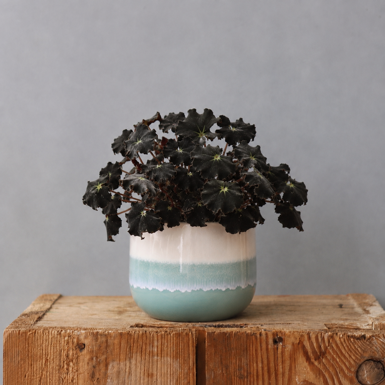 Begonia Rex Dark Mambo 2 begonia-rex-dark-mambo-rastlinkovo