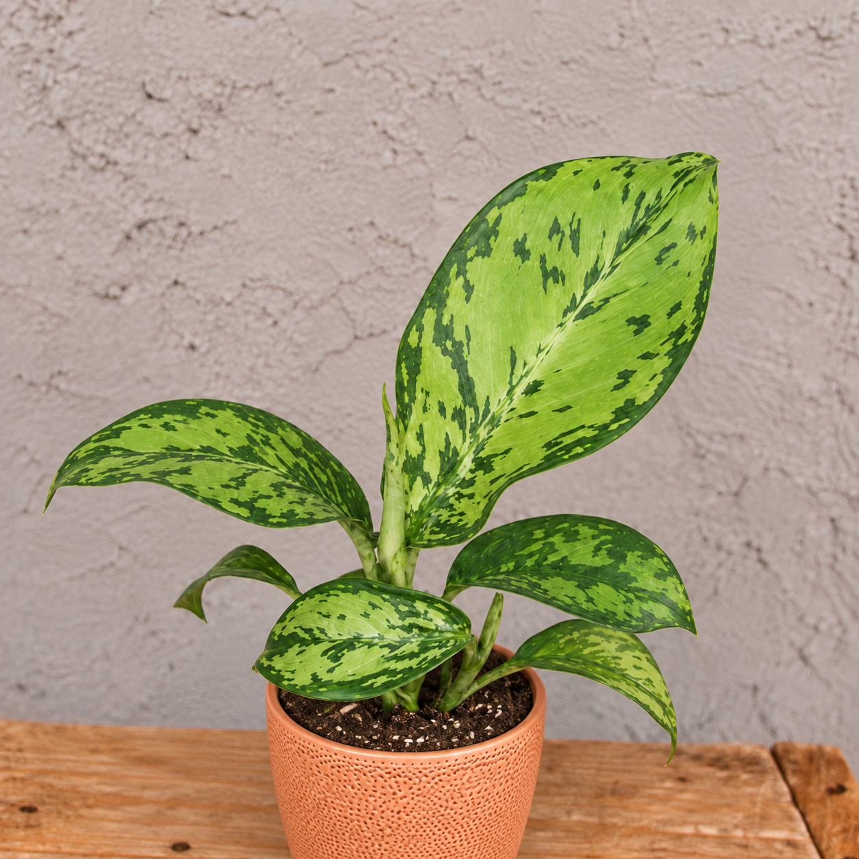 Dieffenbachia Crocodile baby 1 dieffenbachia-crocodile-rastlinkovo
