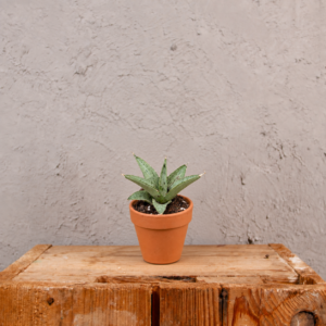sansevieria-cinta-rastlinkovo