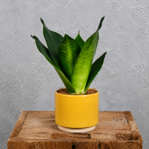 sansevieria-hahnii-green-rastlinkovo