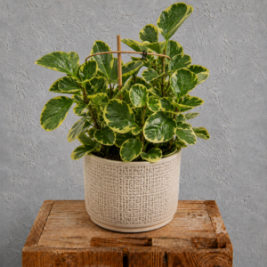 Peperomia-Obtusifolia-Obtipan-Bicolour-rastlinkovo