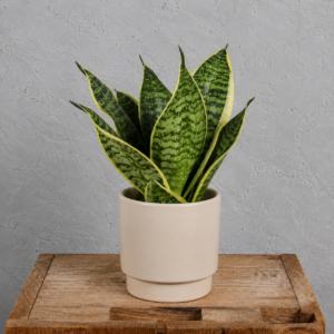 sansevieria-hahnii-rastlinkovo