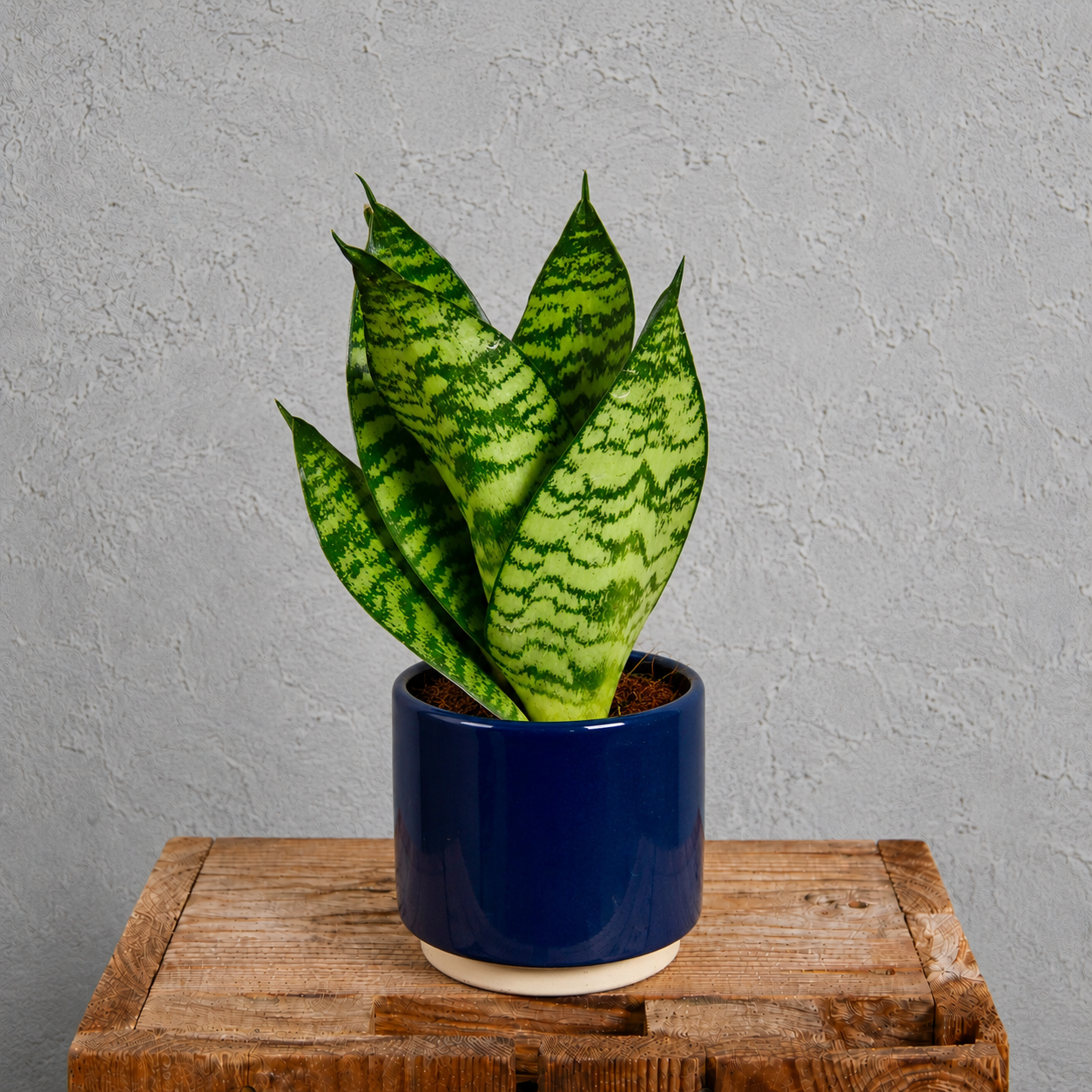 Sansevieria svokrine jazyky Trifasciata Hahnii Green Stripe 2 sansevieria-hahnii-green-stripe-rastlinkovo