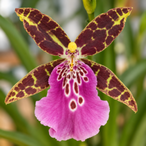 orchidea-brassia-rastlinkovo