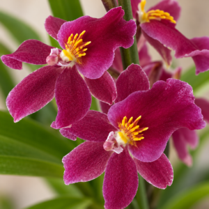 orchidea-cambria-rastlinkovo