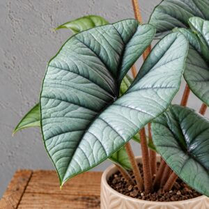 alocasia-platinum-rastlinkovo