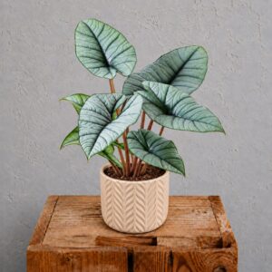 alocasia-platinum-rastlinkovo