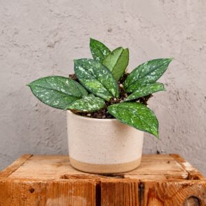 Hoya-Crassipetiolata-Splash-rastlinkovo