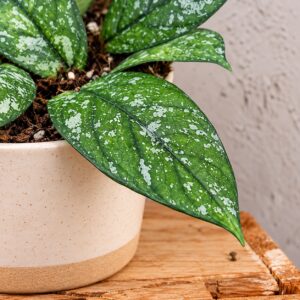 Hoya-Crassipetiolata-Splash-rastlinkovo