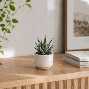 haworthia-big-band-rastlinkovo