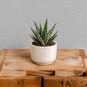 haworthia-big-band-rastlinkovo
