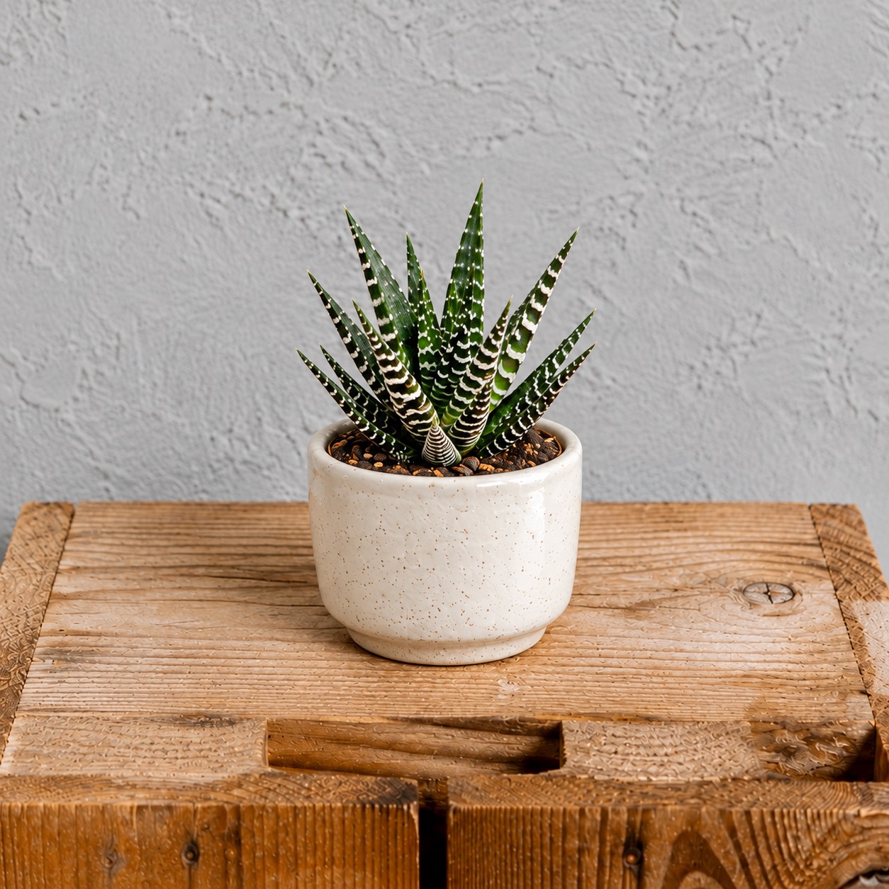 Haworthia Big Band 1 haworthia-big-band-rastlinkovo