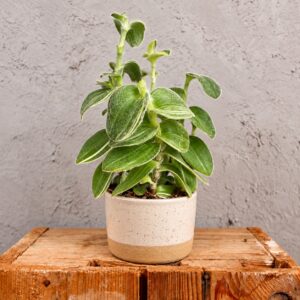tradescantia-yellow-rastlinkovo