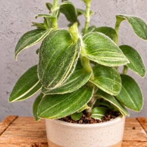 tradescantia-yellow-rastlinkovo