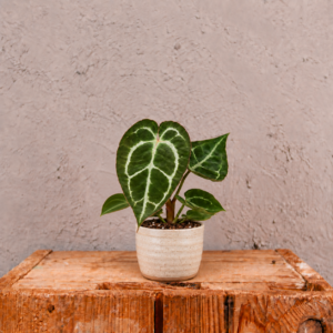 anthurium-crystallinum-rastlina-rastlinkovo