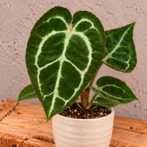 anthurium-crystallinum-rastlina-rastlinkovo