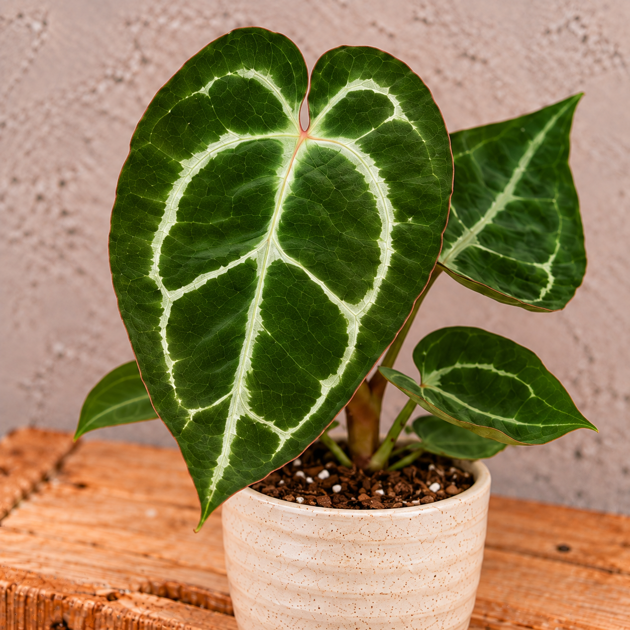 Anthurium Crystallinum baby 1 anthurium-crystallinum-rastlina-rastlinkovo