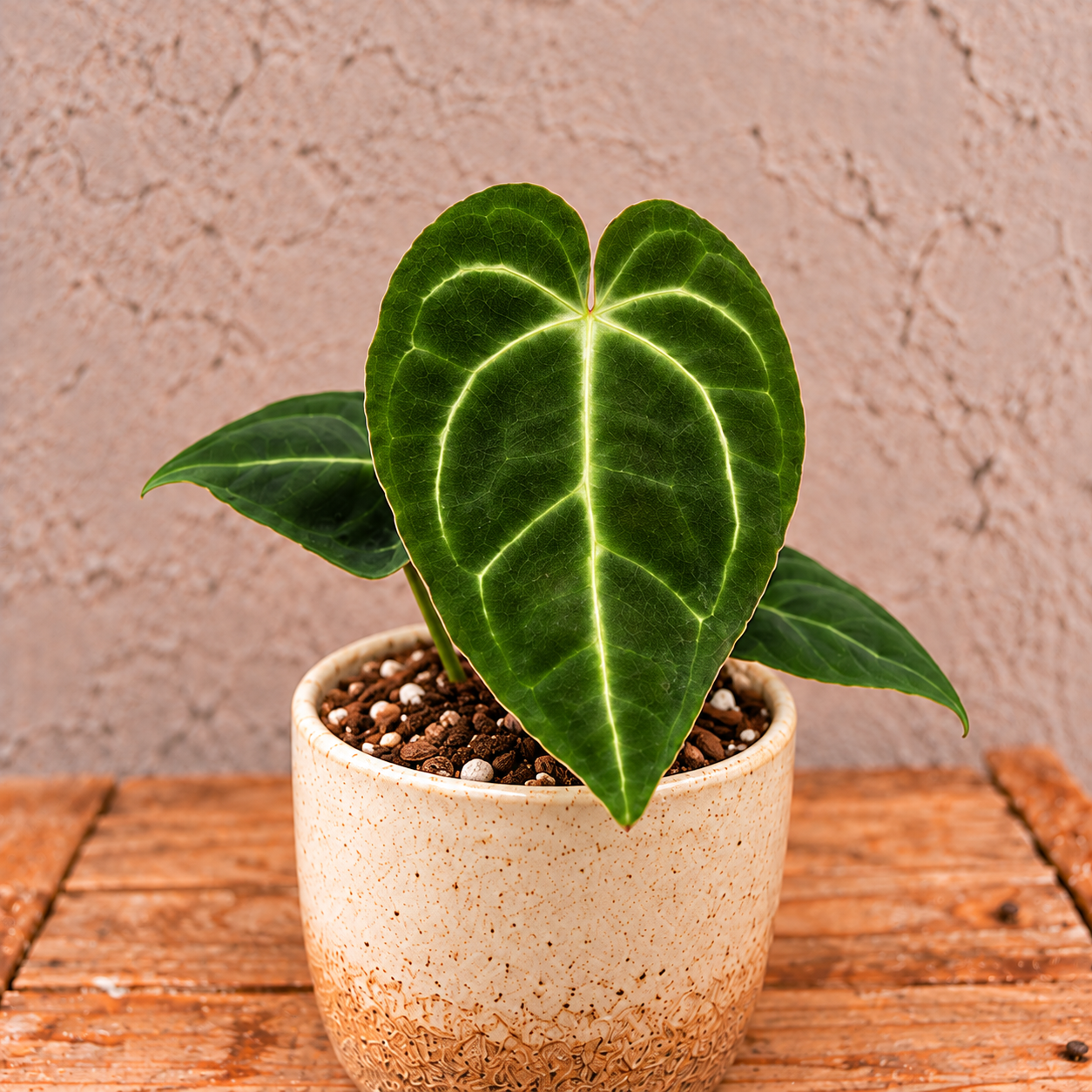 Anthurium Regale baby 1 anthurium-regale-rastlina-rastlinkovo