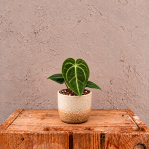 anthurium-regale-rastlina-rastlinkovo