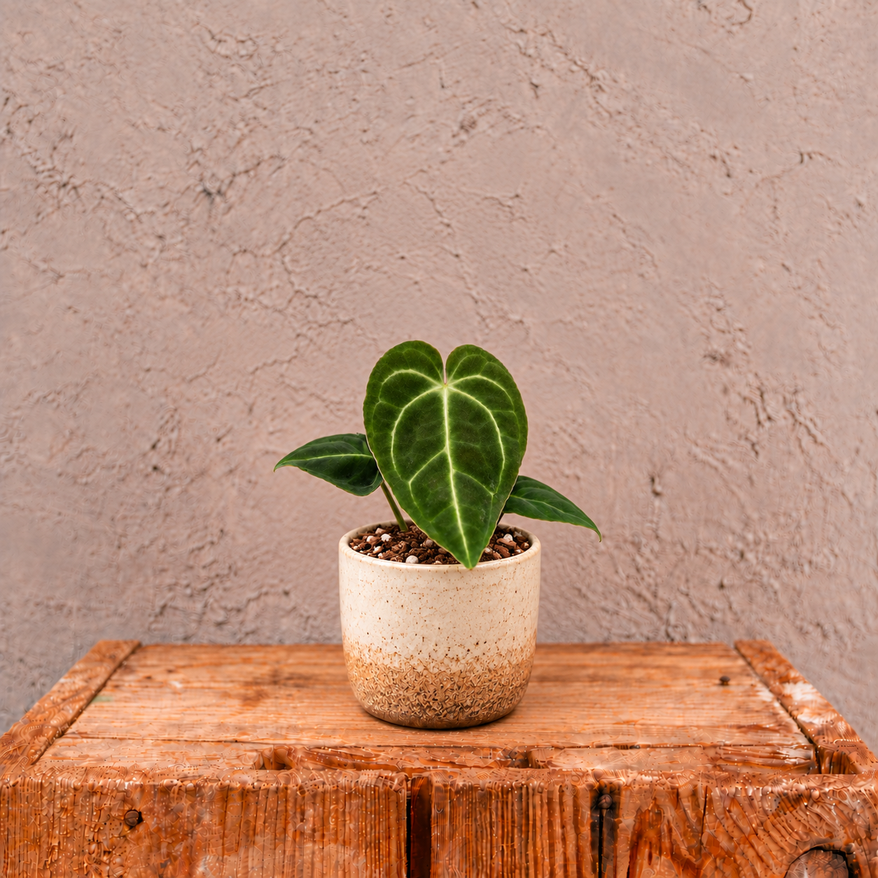 Anthurium Regale baby 2 anthurium-regale-rastlina-rastlinkovo