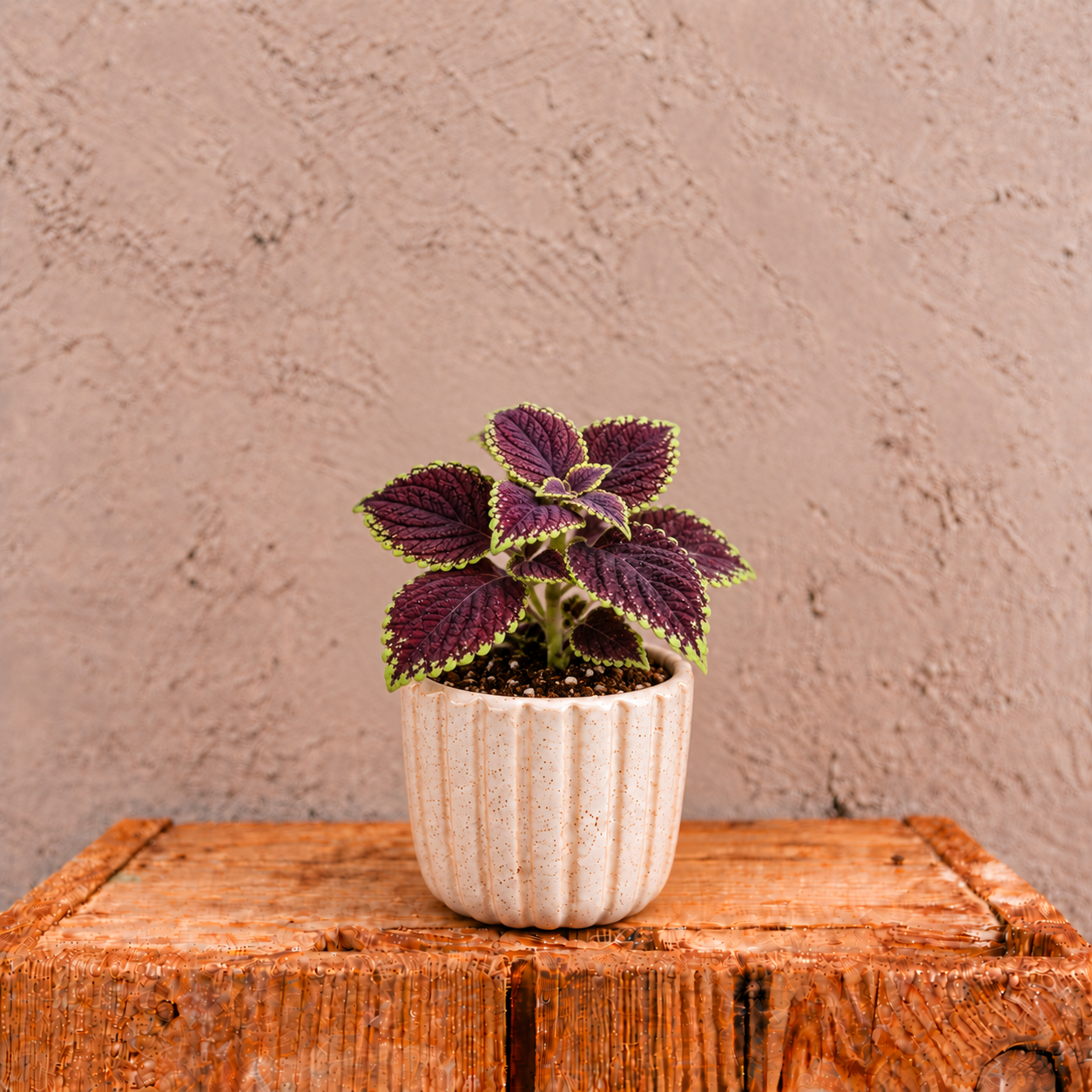 Coleus Africká žihľava Abbey road baby 2 coleus-africka-zihlava-koleus-fialova-rastlina-rastlinkovo