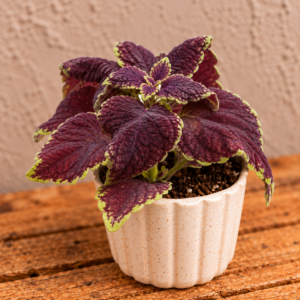 coleus-africka-zihlava-koleus-fialova-rastlina-rastlinkovo